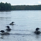 Great Northern Loon