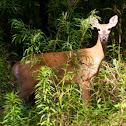 White-Tailed Deer