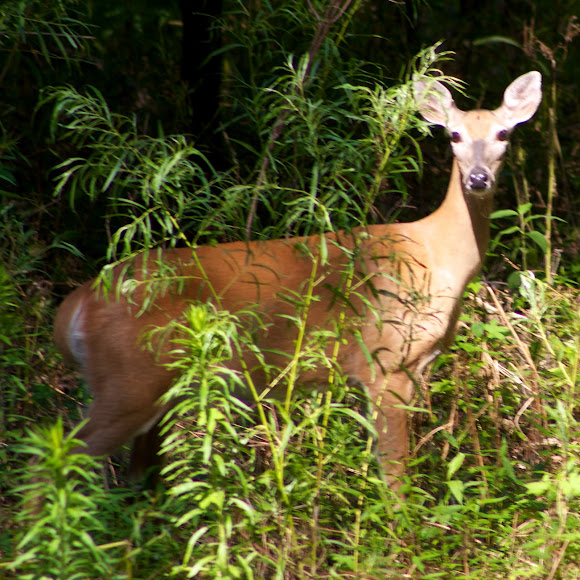 Spotting Image 1