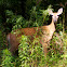 White-Tailed Deer