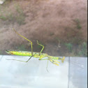 Praying Mantis