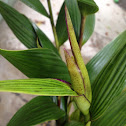 Sobralia