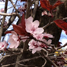 Cherry Blossom