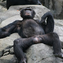 Chimpanzee