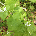 Garlic mustard