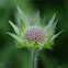 Field Scabious