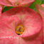 Crown of Thorns