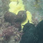 Giant Black Sea Hare