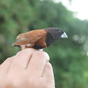 Chesnut Munia