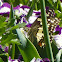 Common Lime Butterfly