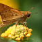 Fiery Skipper