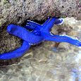 Marine Life in Cebu