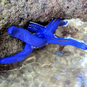 Blue Linckia Starfish