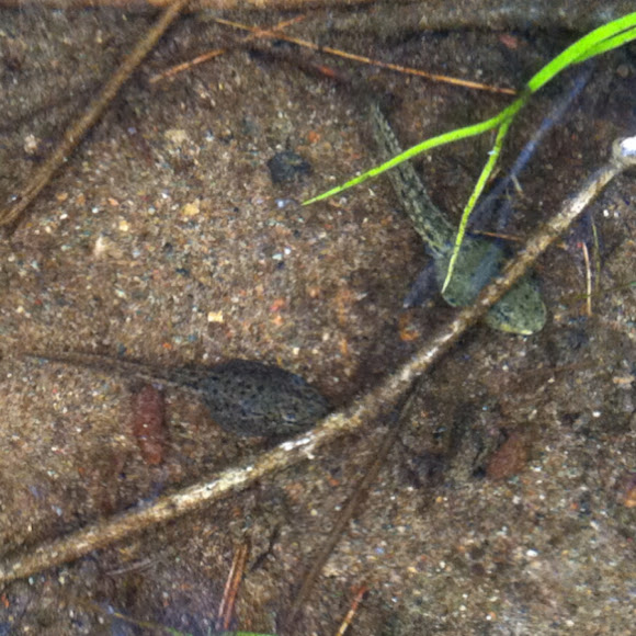 Spotting Image 1