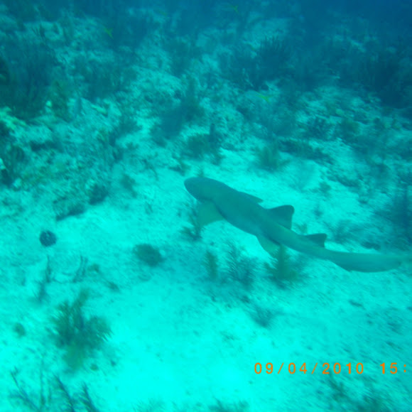 Spotting Image 1
