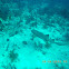 Nurse shark