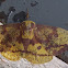 Imperial Moth