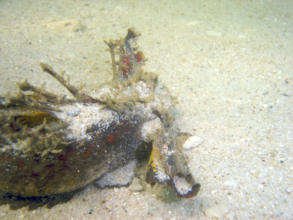 Spotting Image 1