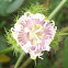Stinking passionflower