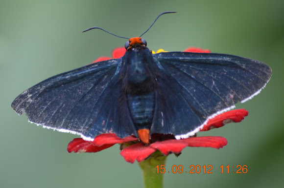 Spotting Image 1