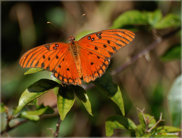 Spotting Image 1