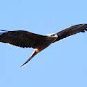 Black Kite ( Juv)