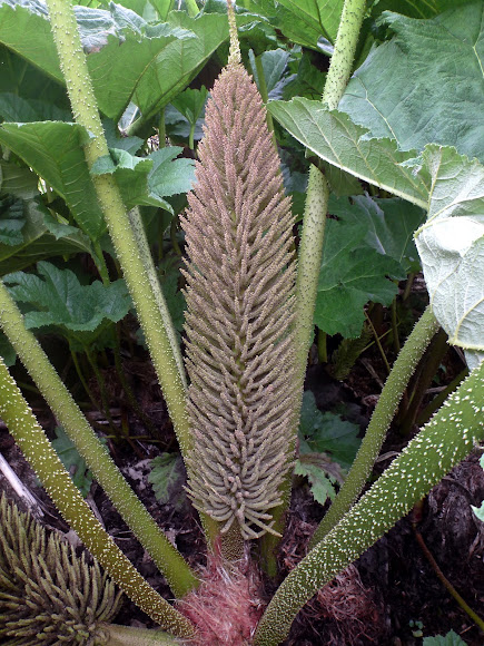Spotting Image 1