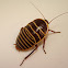 Mitchell's Cockroach