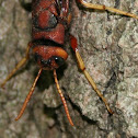 Pigeon Horntail Wasp