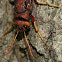 Pigeon Horntail Wasp