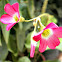 Lucky clover(Trébol de cuatro hojas).