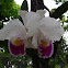 Orquidea
