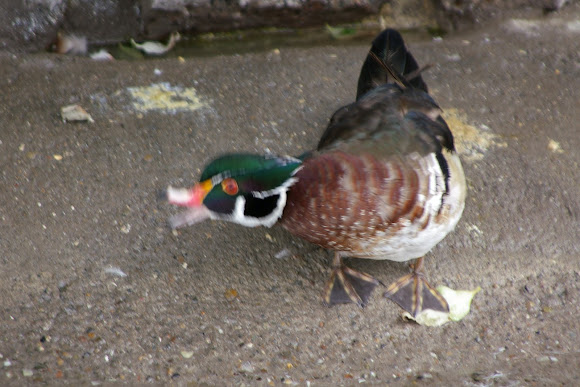 Spotting Image 1