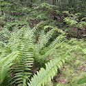 Cinnamon Fern