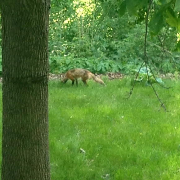 Spotting Image 1
