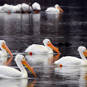 American White Pelican