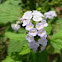 Indian Heliotrope