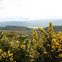 Ulex. Gorse
