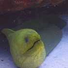 Green Moray