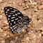 Common Mime