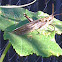 Grasshopper