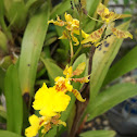 Dancing Lady Orchid