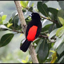 Passerini's Tanager