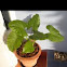 Colocasia. Taro