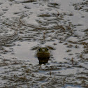 Pig Frog