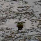 Pig Frog