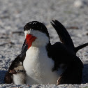 Black Skimmer