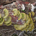 Fungi