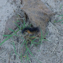 Catapiller