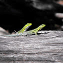 Thin tree lizard